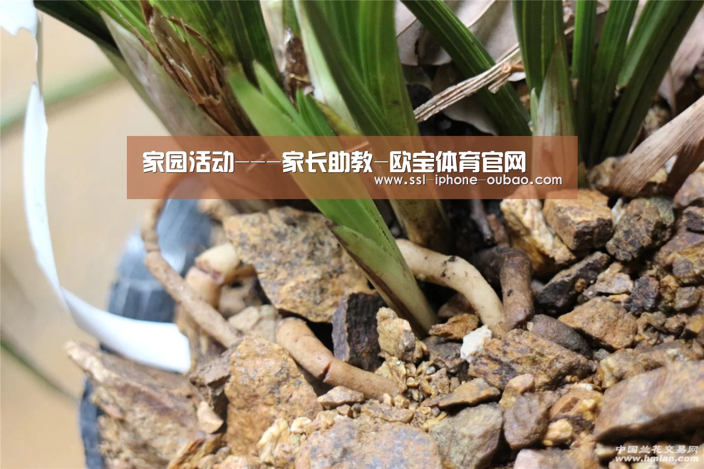 家园活动---家长助教-欧宝体育官网(图1) 欧宝电竞